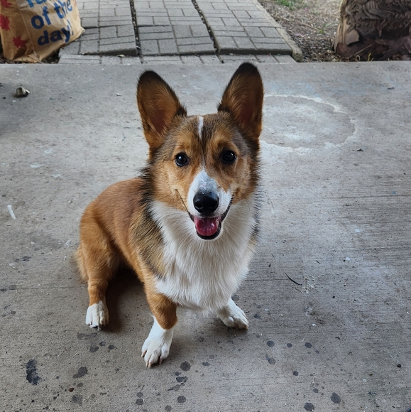 Meet your Posher, Chris - Picture 11 of 12